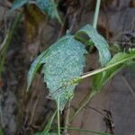 Blastania cerasiformis बार्क (छाल)