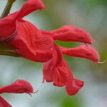 Salvia darcyi Flor