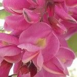 Robinia hispida Flower