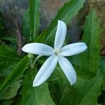 Hippobroma longiflora 花