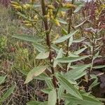 Solidago speciosa 葉