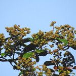 Davilla nitida Yeri