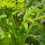 Pastinaca sativa Lapas