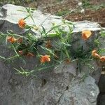 Lathyrus sphaericus Flor