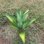 Agave havardiana Leaf