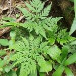 Doryopteris concolor Leaf