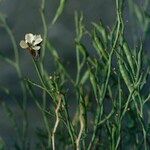 Vella bourgaeana Fiore