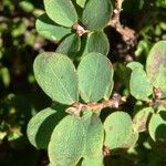 Vaccinium uliginosum पत्ता