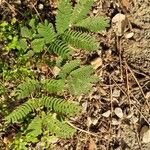 Desmanthus virgatus Leaf