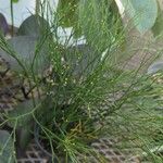 Psilotum nudum List