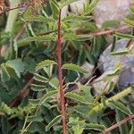 Sanguisorba verrucosa Lapas