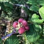 Rubus niveus Frutto