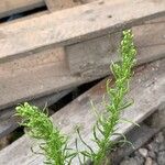 Artemisia biennis Floro