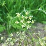 Chaerophyllum aureumFlower