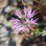 Volutaria muricata Fula