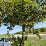 Quercus conferta Habitat