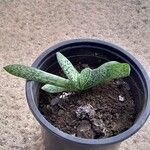 Gasteria obliqua Leaf