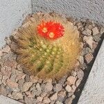 Parodia lenninghausii Fuelha