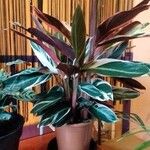 Stromanthe thalia Leaf