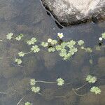 Ranunculus aquatilis ശീലം