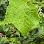 Alangium chinense Leaf