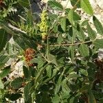 Rhus coriaria Flower