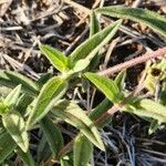 Aspilia mossambicensis Blad