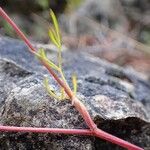 Trinia glauca Bark