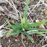 Asclepias asperula Feuille