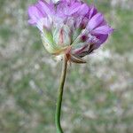 Armeria multiceps ফুল