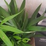 Howea forsteriana Blad