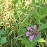 Stachys palustrisBloem