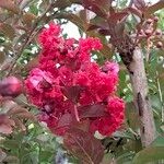 Lagerstroemia indicaЦветок