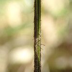 Asplenium buettneri Ostatní