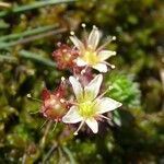 Saxifraga moschata Blodyn