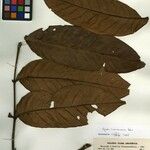 Guarea cinnamomea Diğer