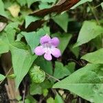 Maurandya barclayana Blomma