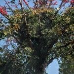 Bombax ceiba Habit