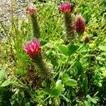 Trifolium incarnatum عادت داشتن