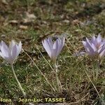 Crocus salzmannii Habitat