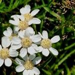 Achillea ptarmica Květ