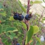 Amelanchier ovalis Frukt