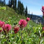 Castilleja parviflora 整株植物