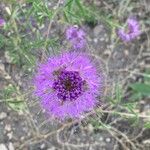 Cleomella serrulata Flower