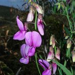 Lathyrus vestitus Flower