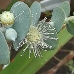 Eucalyptus gunnii Kvet