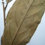Licaria chrysophylla 其他