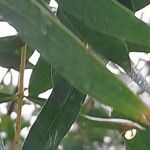 Eucalyptus parvula Blad