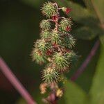Ricinus communis Mbuma
