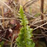 Asplenium adiantum-nigrum 葉